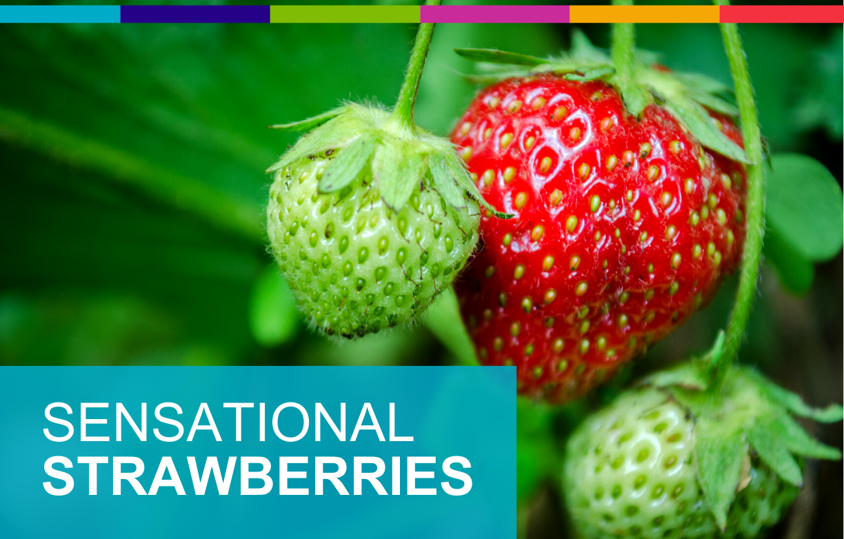 Sensational Strawberries