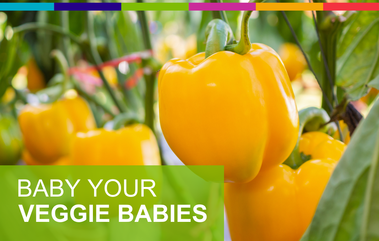 Baby Your Veggie Babies