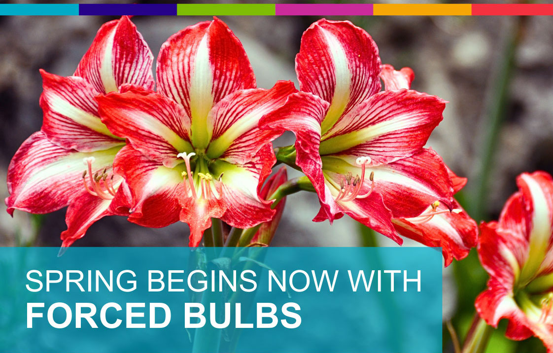 Spring Begins Now with Forced Bulbs