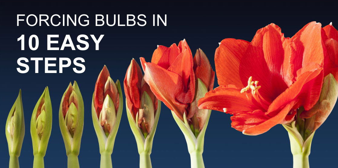 Forcing Bulbs in 10 Easy Steps Forcing Bulbs in 10 Easy Steps